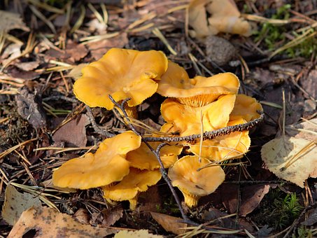chanterelle-2808798__340