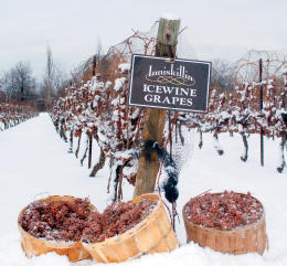 ice-wine-grapes