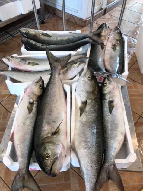 pesci serra il grottino