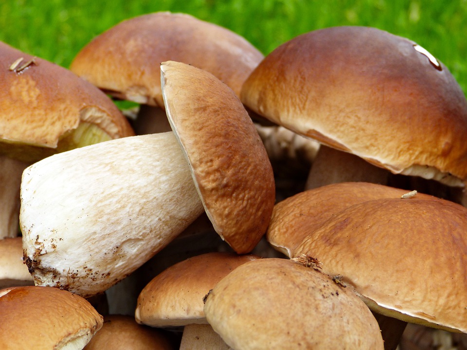 Ancora funghi… stavolta in una ricetta&nbsp;speciale