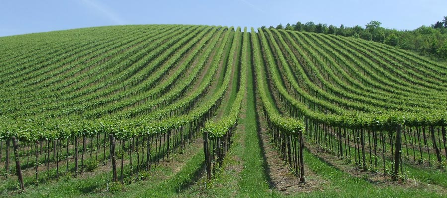 oltrepo le selezioni,it